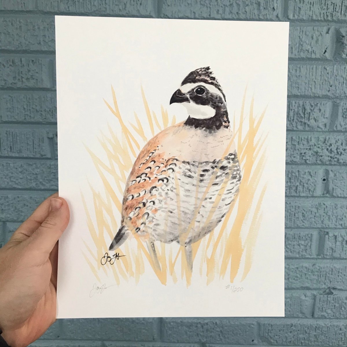 Bobwhite Quail Print - Jaybo Art