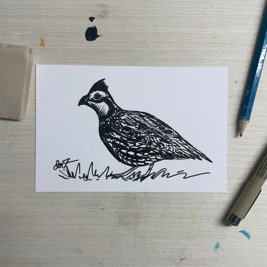 Original 4"x6" Bobwhite Sketch by Jay Talbot