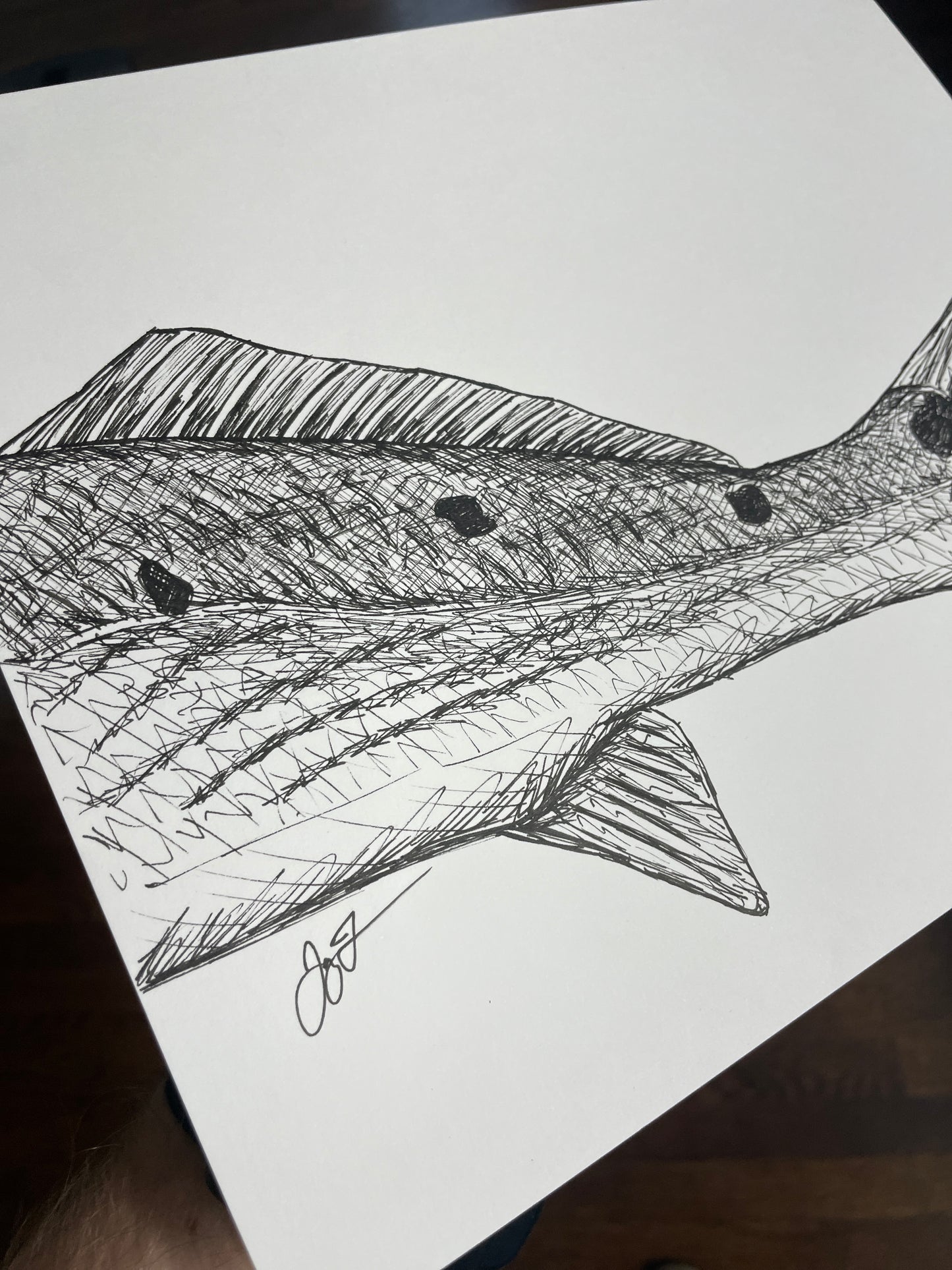 Original Redfish Tail Sketch by Jay Talbot, 8.5"x11"