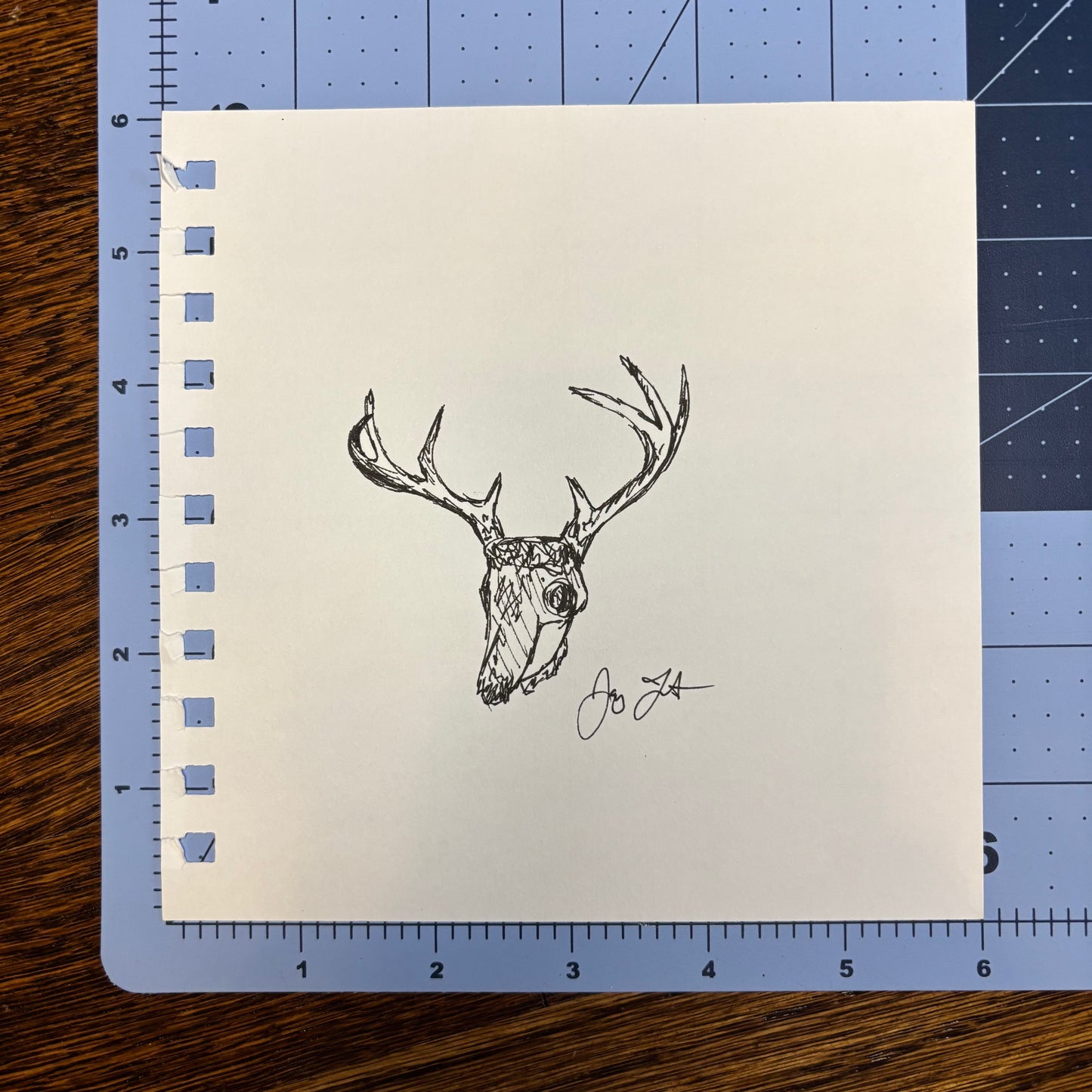 Studio Sale Buck Skull Original