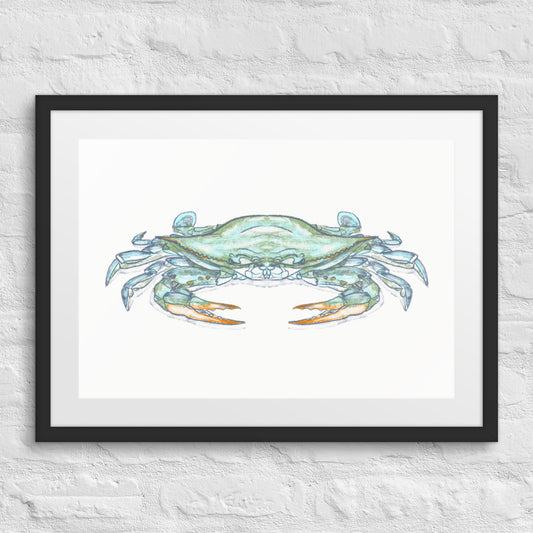 Blue Crab by Jay Talbot Framed Print