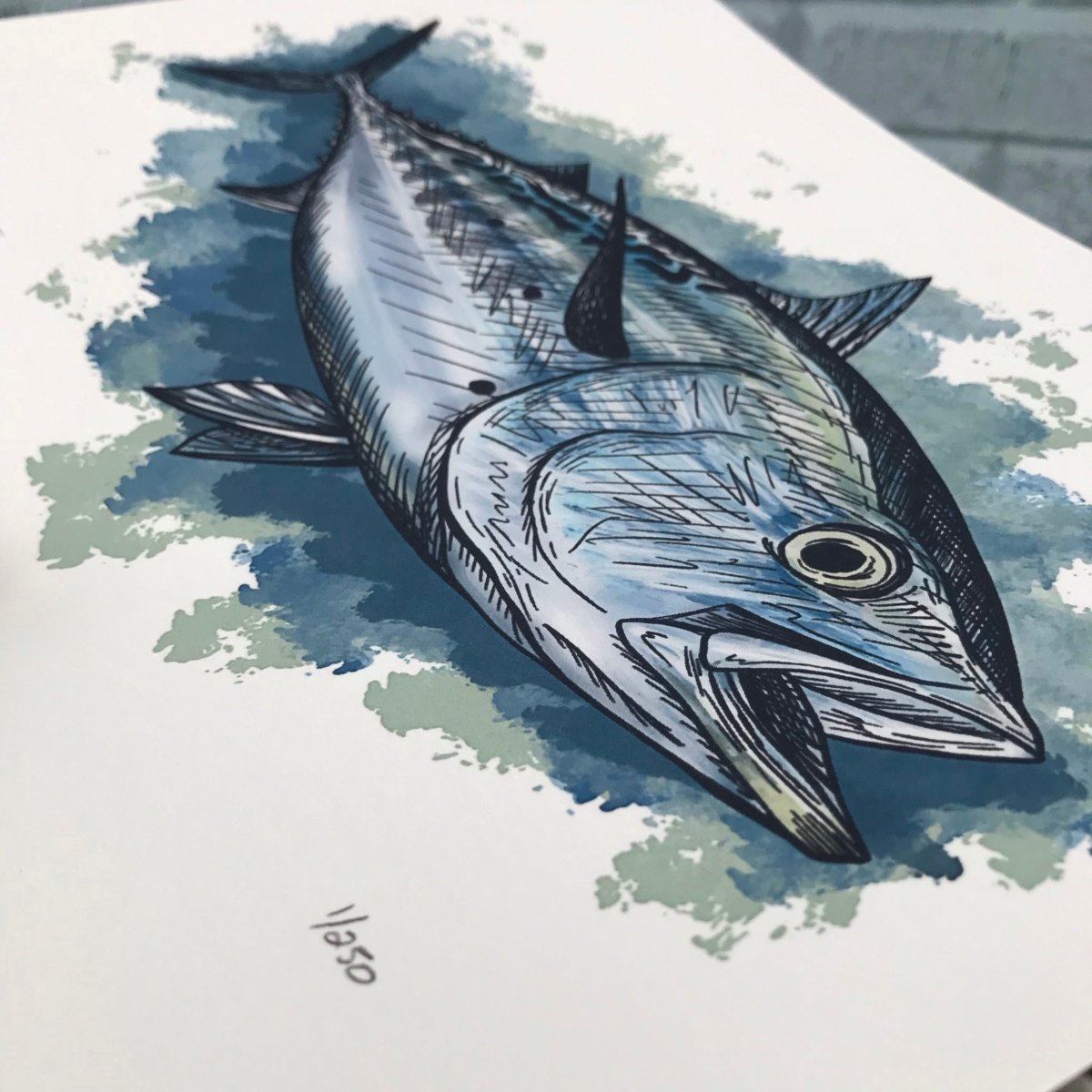 False Albocore Print - Jaybo Art