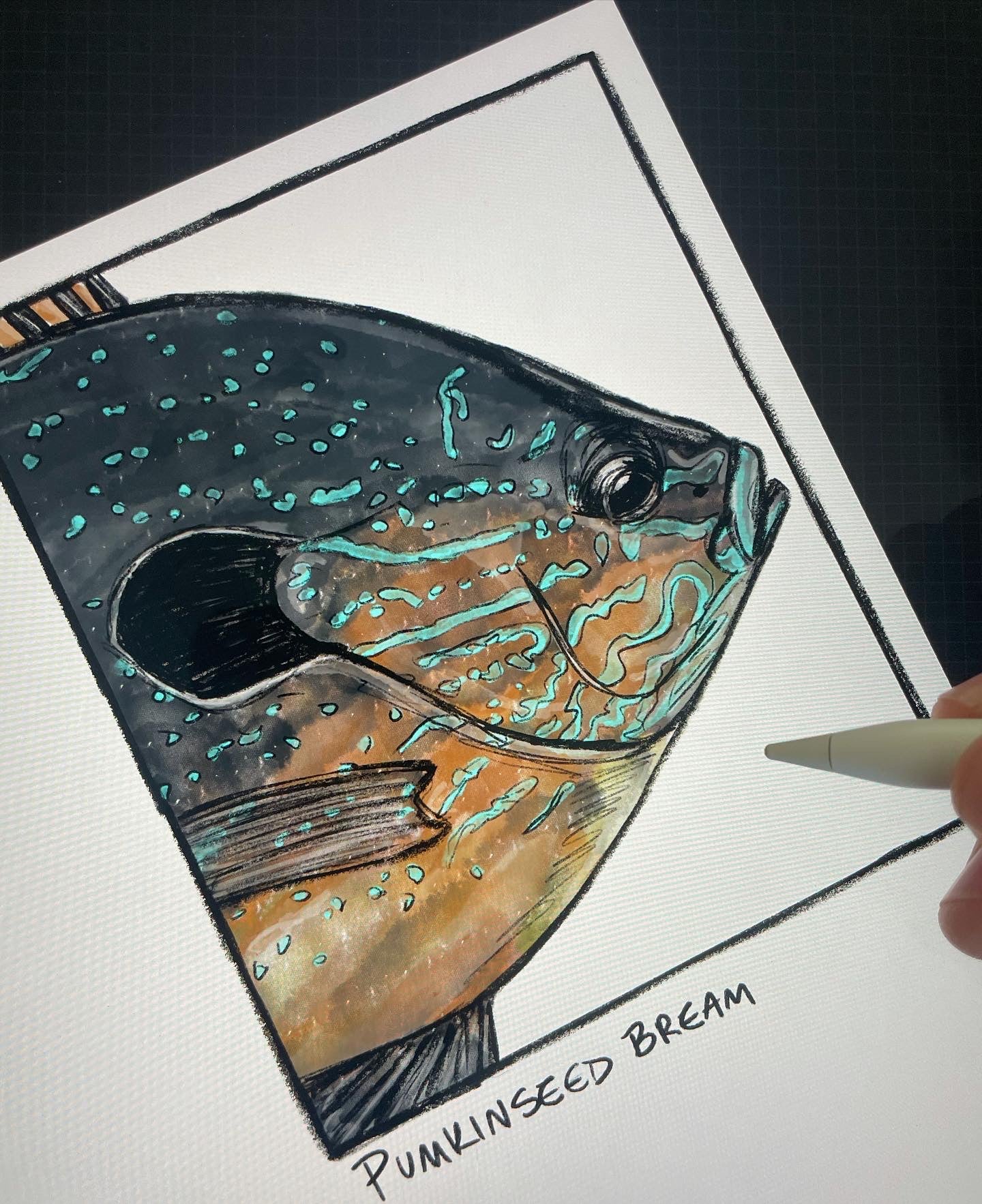 Pumpkinseed Bream Closeup Print Ed. of 100 (Frame not included)