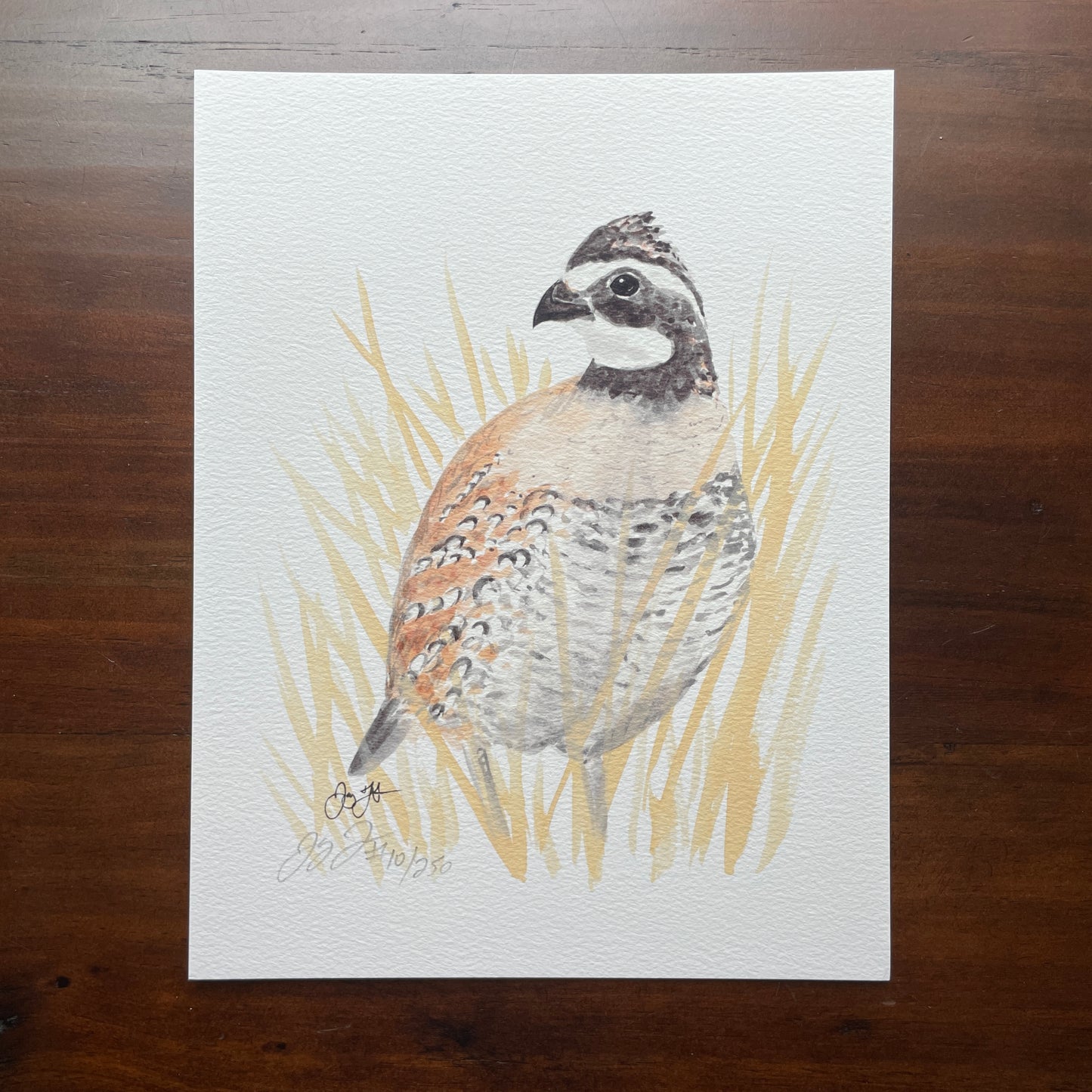 Bobwhite Quail Print