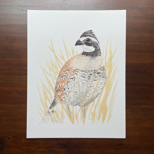 Bobwhite Quail Print