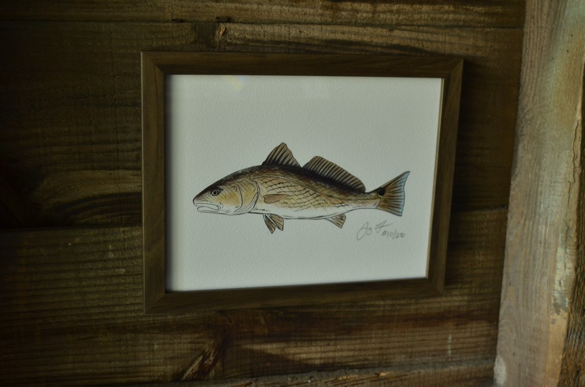 Redfish Print (Frame not included) - Jaybo Art